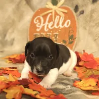 Lincoln, a male Jack Russell Terrier for sale in Hindman, KY – 3 of 4