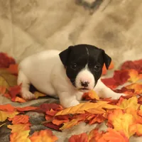 Chloe, a female Jack Russell Terrier for sale in Hindman, KY – 3 of 4