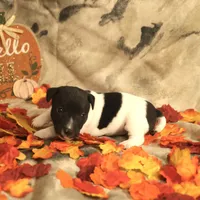 Jasper, a male Jack Russell Terrier for sale in Hindman, KY – 2 of 4