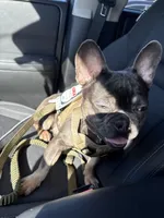 Bluey, a male French Bulldog for sale in Moline, IL – Photo 5 of 7