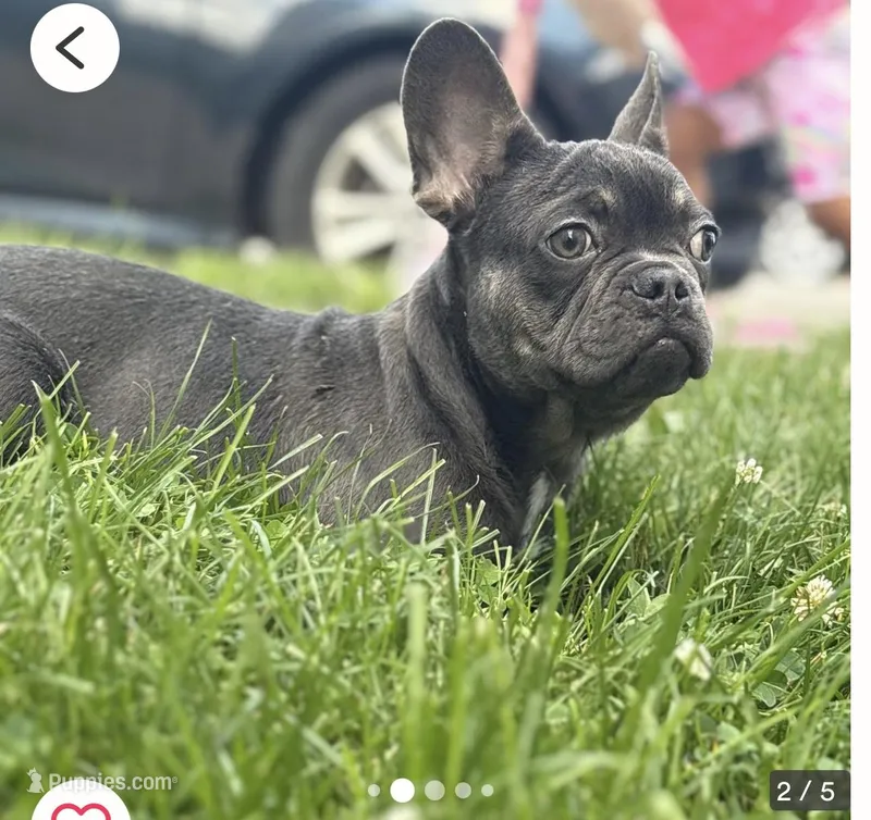 Bluey – French Bulldog puppy for sale in Moline, IL