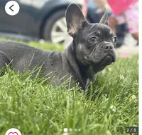 Bluey, a male French Bulldog for sale in Moline, IL – Photo 1 of 7