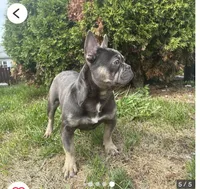 Bluey, a male French Bulldog for sale in Moline, IL – Photo 2 of 7