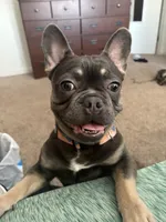 Bluey, a male French Bulldog for sale in Moline, IL – Photo 6 of 7