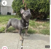 Bluey, a male French Bulldog for sale in Moline, IL – Photo 4 of 7
