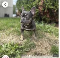 Bluey, a male French Bulldog for sale in Moline, IL – Photo 3 of 7