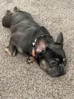 Bluey, a male French Bulldog for sale in Moline, IL – Photo 7 of 7