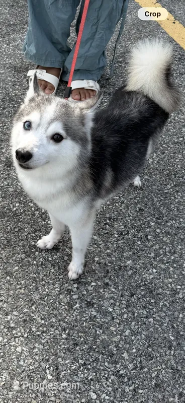 Candy Cane – Alaskan Klee Kai puppy for sale in Baldwin, NY