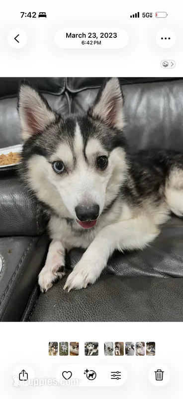 Candy Cane – Alaskan Klee Kai puppy for sale in Baldwin, NY