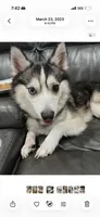 Candy Cane, a male Alaskan Klee Kai for sale in Baldwin, NY – 1 of 3