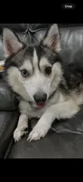 Candy Cane, a male Alaskan Klee Kai for sale in Baldwin, NY – 2 of 3