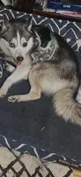 Candy Cane, a male Alaskan Klee Kai for sale in Baldwin, NY – 3 of 3