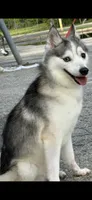 Candy Cane, a male Alaskan Klee Kai for sale in Baldwin, NY – 2 of 2