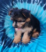 Codi, a male Yorkshire Terrier for sale in Portland, TN – 4 of 6