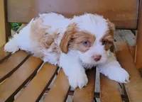 Kirby - blue eyes, a male Cavapoo for sale in Portland, TN – 4 of 6