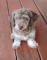 Bingo, a male Schnoodle for sale in Portland, TN – 3 of 5