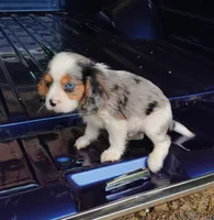 Blue-eyed Blaze, a male Cavalier King Charles Spaniel for sale in Portland, TN – 6 of 10