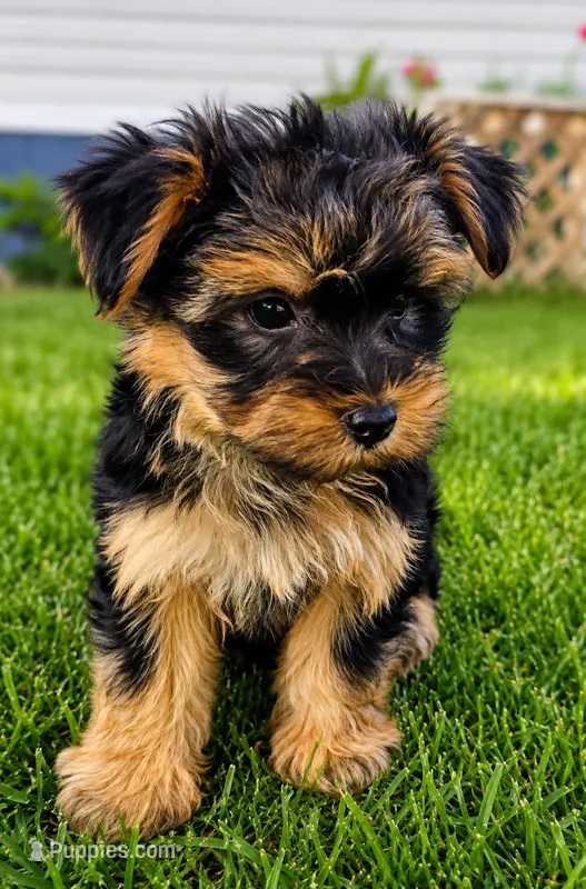Axel – Yorkshire Terrier puppy for sale in Portland, TN