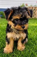 Axel, a male Yorkshire Terrier for sale in Portland, TN – 1 of 2