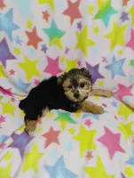 Minnie, a female Yorkshire Terrier for sale in Portland, TN – 4 of 5