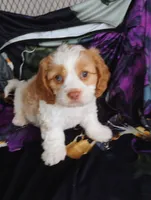 Murphy, a male Cavapoo for sale in Portland, TN – 4 of 5