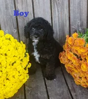 Kip, a male Poodle - Toy  for sale in Portland, TN – 3 of 4