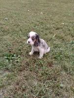 Blue-eyed Blaze, a male Cavalier King Charles Spaniel for sale in Portland, TN – 10 of 10
