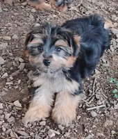 Codi, a male Yorkshire Terrier for sale in Portland, TN – 6 of 6