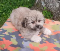 Teddy, a male Bichon Frise and Shih Tzu for sale in Portland, TN – 2 of 5