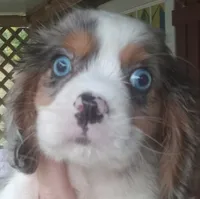 Blue-eyed Blaze, a male Cavalier King Charles Spaniel for sale in Portland, TN – 2 of 10