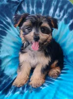 Codi, a male Yorkshire Terrier for sale in Portland, TN – 5 of 6