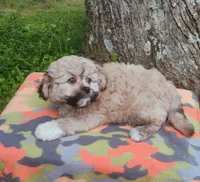Tiger The Teddy Bear, a male Bichon Frise and Shih Tzu for sale in Portland, TN – 7 of 7