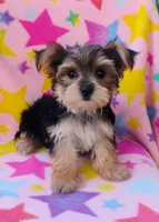 Jenni, a male Yorkshire Terrier for sale in Portland, TN – 2 of 5