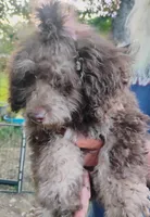 Carter, a male Schnoodle for sale in Portland, TN – 4 of 4