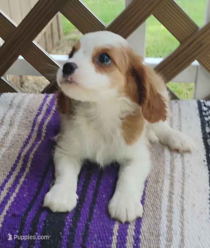 Daisy – Cavalier King Charles Spaniel puppy for sale in Portland, TN