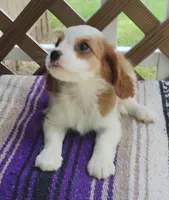 Daisy, a female Cavalier King Charles Spaniel for sale in Portland, TN – 1 of 7