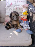 Annie, a female Pomapoo for sale in Portland, TN – 3 of 4