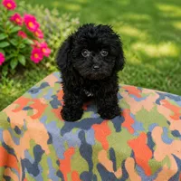 Kiki, a male Aussiedoodle for sale in Portland, TN – 2 of 4