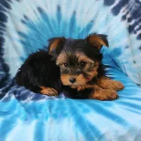 Benson, a male Yorkshire Terrier for sale in Portland, TN – 6 of 6