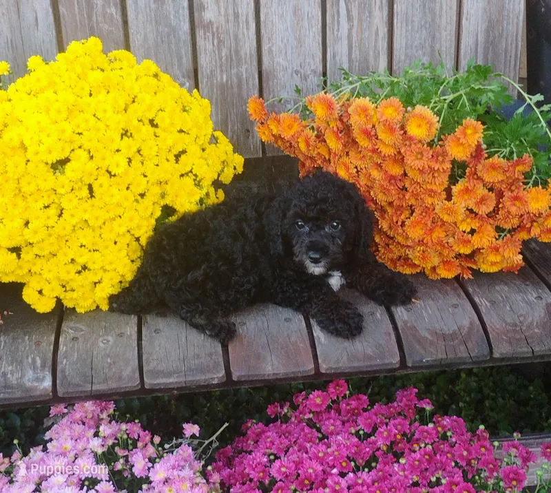 Kip – Poodle - Toy  puppy for sale in Portland, TN