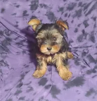 Benson, a male Yorkshire Terrier for sale in Portland, TN – 4 of 4