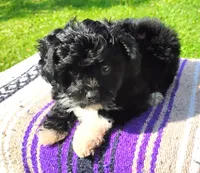 Trigger, a male Aussiedoodle for sale in Portland, TN – 3 of 6