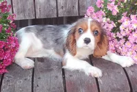 Gabrielle , a female Cavalier King Charles Spaniel for sale in Portland, TN – 2 of 4