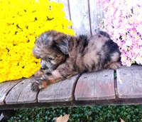 Aubrey, a female Pomapoo for sale in Portland, TN – 4 of 6
