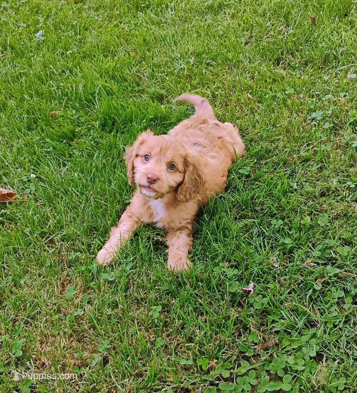 Cooper – Cavapoo puppy for sale in Portland, TN