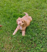 Cooper, a male Cavapoo for sale in Portland, TN – 1 of 4