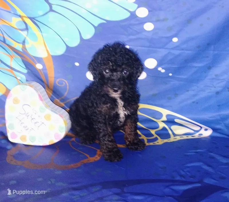 Biddy – Poodle - Toy  puppy for sale in Portland, TN