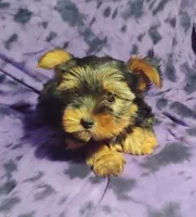 Benson, a male Yorkshire Terrier for sale in Portland, TN – 3 of 4
