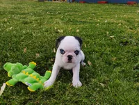 Max, a male Pug for sale in Portland, TN – Photo 6 of 6
