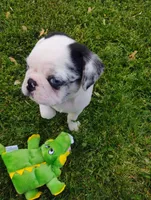 Max, a male Pug for sale in Portland, TN – Photo 5 of 6